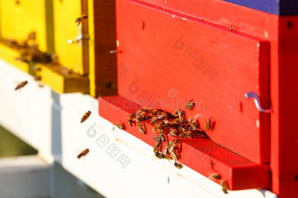 驯化的蜜蜂在飞行中，回到他们的蜂巢