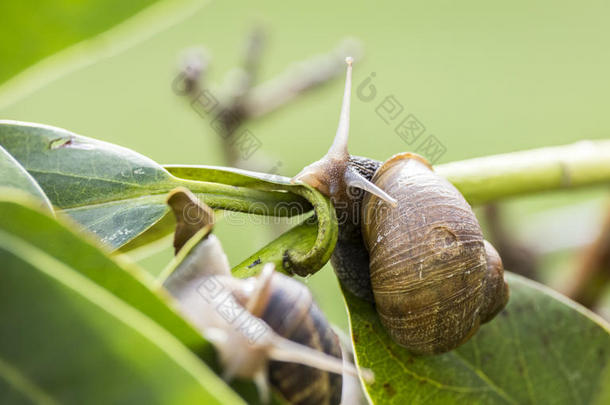 繁殖季节美丽的蜗牛