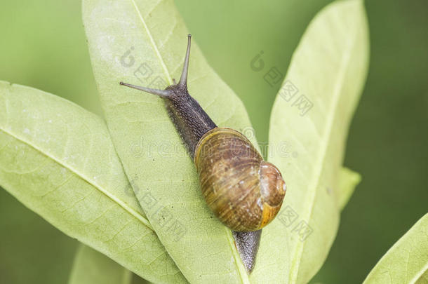繁殖季节美丽的蜗牛