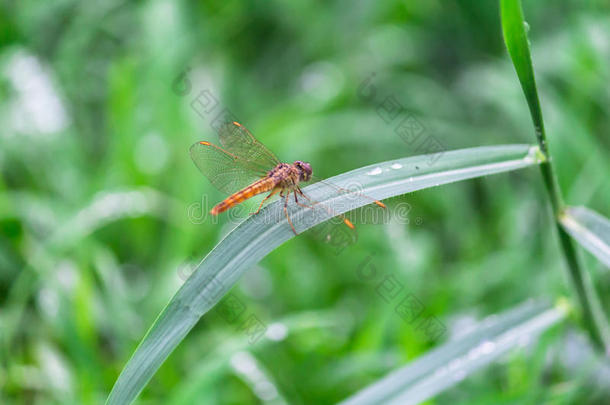 蜻蜓坐在草地上