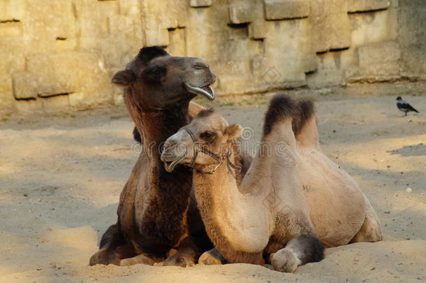 骆驼和一只年轻的骆驼