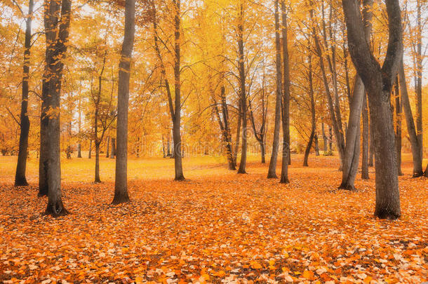 雾天的秋天公园-美丽的秋天景观