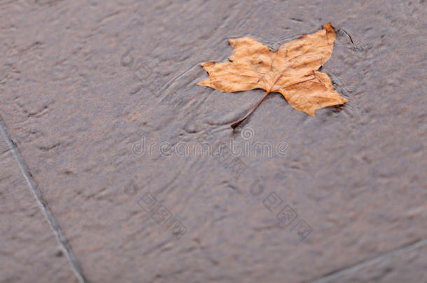 跌倒。地上一片秋枫叶