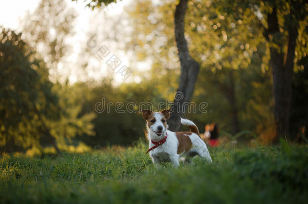 狗杰克罗素猎犬在大自然中行走
