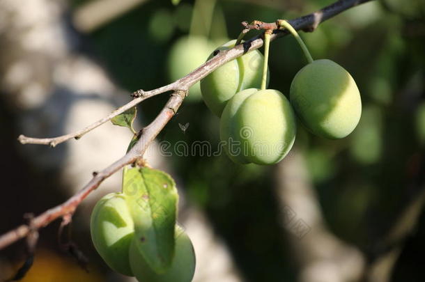 绿色还不是成熟的李子，水果，就像橄榄，在树枝上的绿叶中。