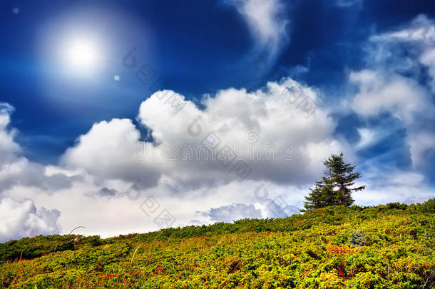 绿色的田野，树木和蓝天，有阳光的背景