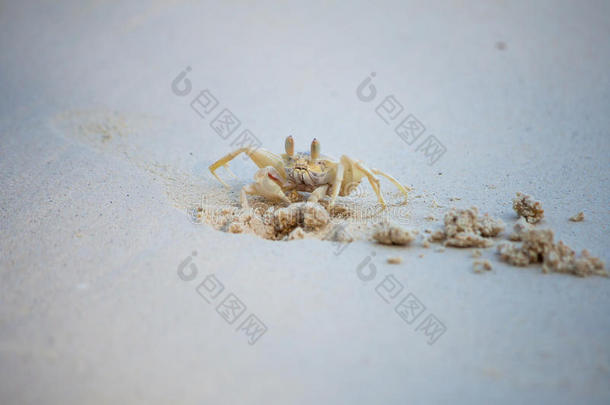 螃蟹在海滩上挖沙子。 创造生命的安全财产