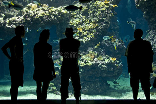 活动水族馆鱼类闲暇生活