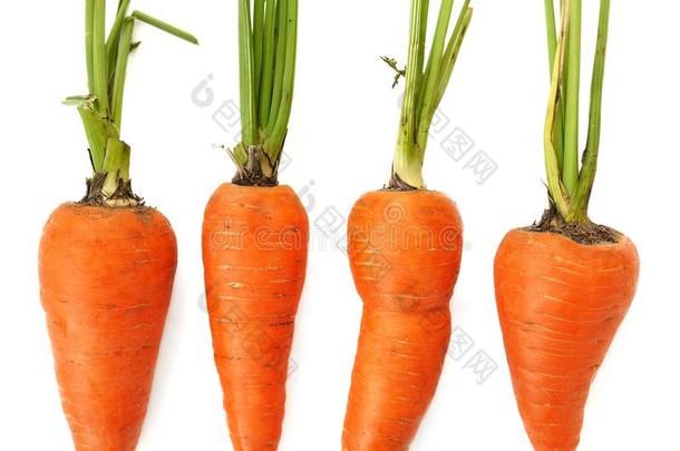 四个生的整体有机不完美的橙色胡萝卜分离