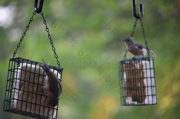 一只小鸟游客挂在喂食器上