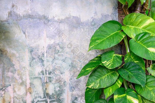 生长在水泥墙上的金玉树植物