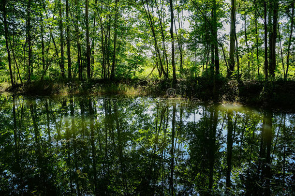 阳光明媚的夏日，绿荫掩映的池塘