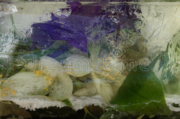 杰萨明和坎帕努拉的冷冻花