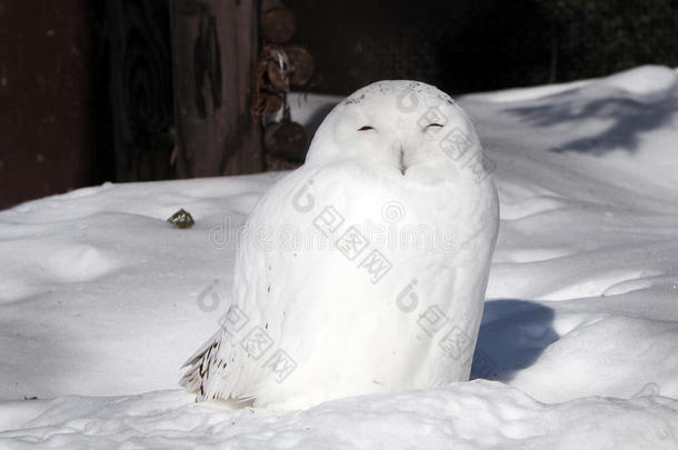 雪猫头鹰