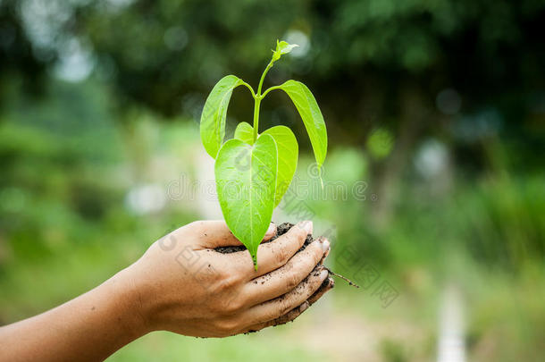 手握着土壤中的幼树，准备地上的植物