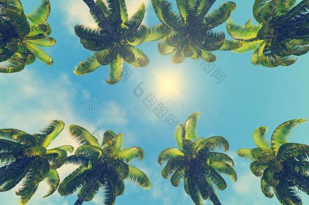 <strong>椰</strong>子树和太阳在它的顶峰