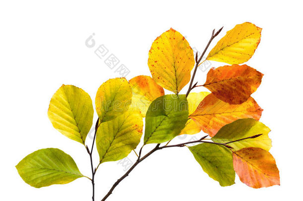 五颜六色的山毛榉树叶子被隔离在白色上