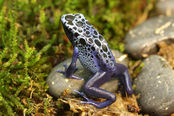 树状的天蓝色毒镖蛙在苔藓上行走