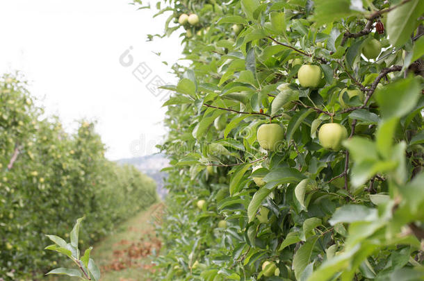 <strong>意大利山区</strong>果园的苹果
