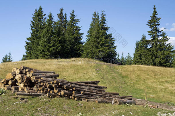 保加利亚森林砍伐环境木柴森林