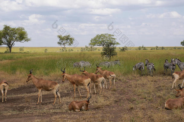 非洲警觉的动物羚羊秋天