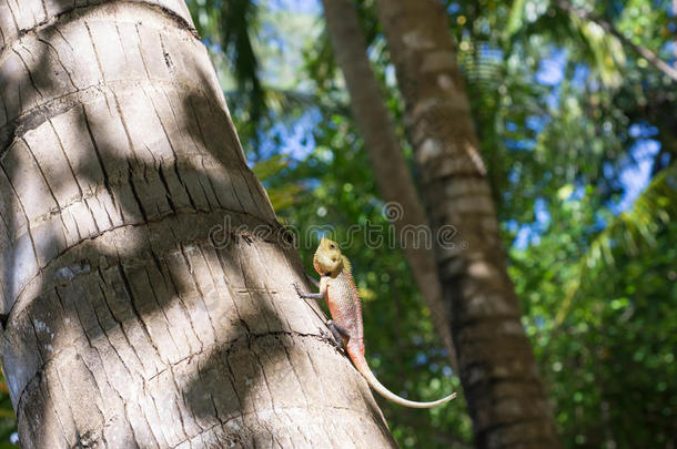 <strong>坐在树上</strong>的小蜥蜴
