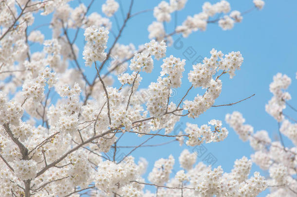 春天的樱花