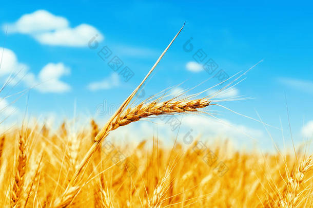 金色麦穗在田野上