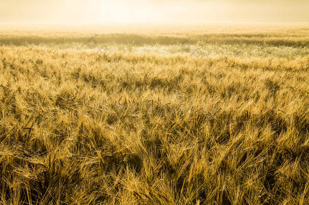 金色的麦田在朦胧的朝阳下