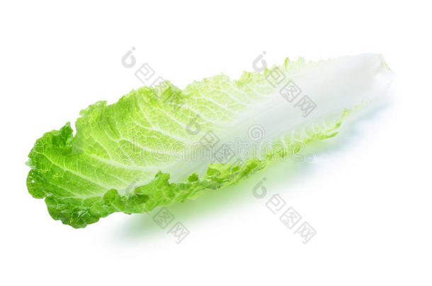 新鲜生菜/白色背景上分离的一片叶子