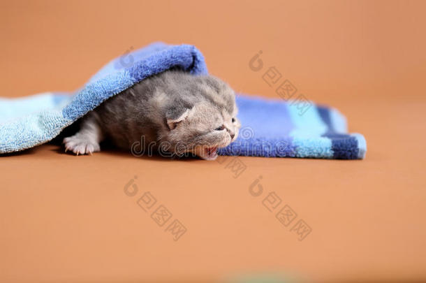 小猫在毛巾下面喵喵叫