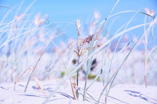 抽象背景长野草，蓝天，沙子，海洋和冲浪特写