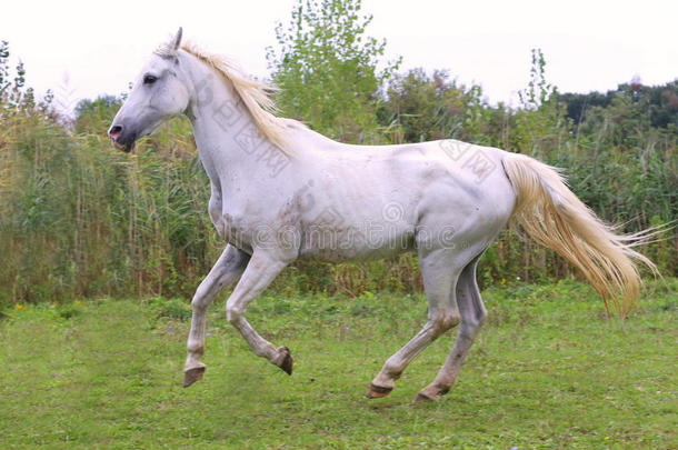 美丽的灰色阿拉伯母马在牧场上飞驰