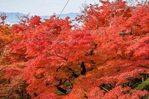 秋天京都五彩缤纷的季节