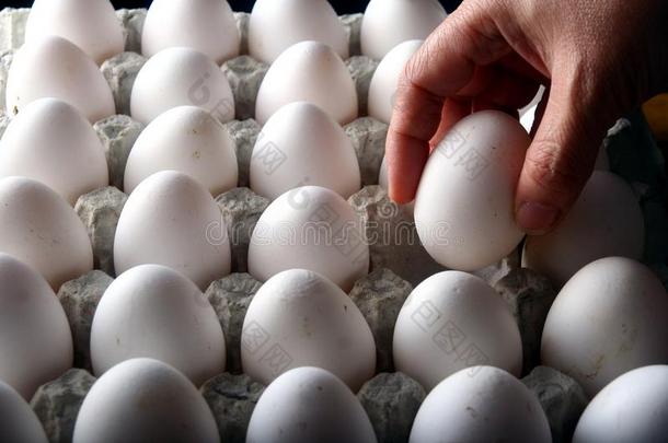 在鸡蛋托盘或鸡蛋纸箱中手工采摘一个鸡蛋