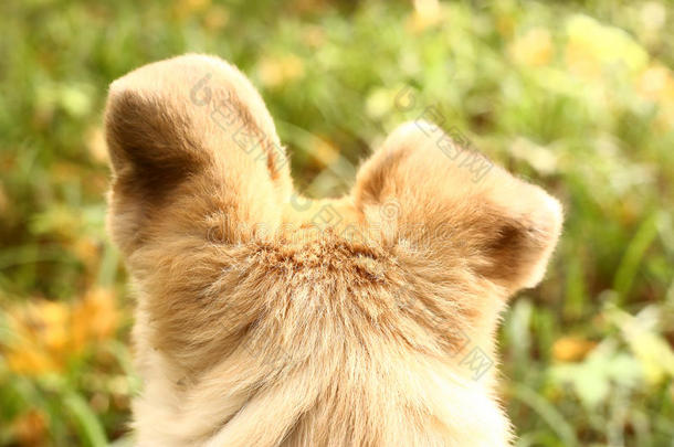狗的耳朵警觉地听到秋天的自然声音