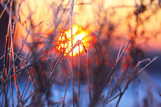 日落时霜冻中植物的抽象轮廓