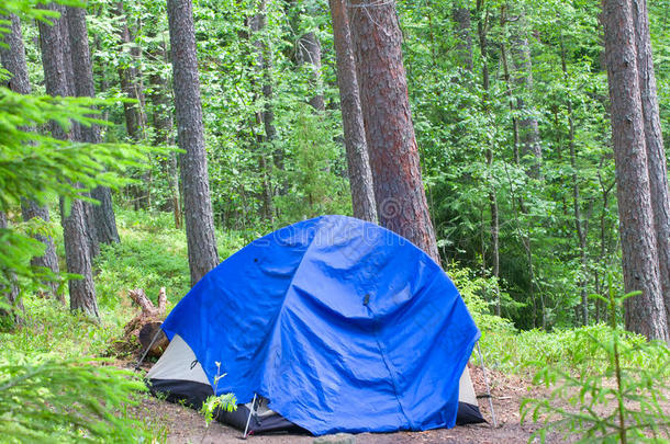 夏天在<strong>户外露营</strong>，在树林里搭帐篷