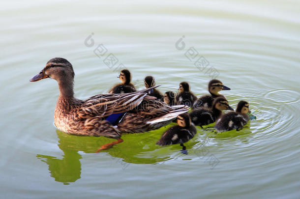 鸭子和小鸭子在湖边游泳