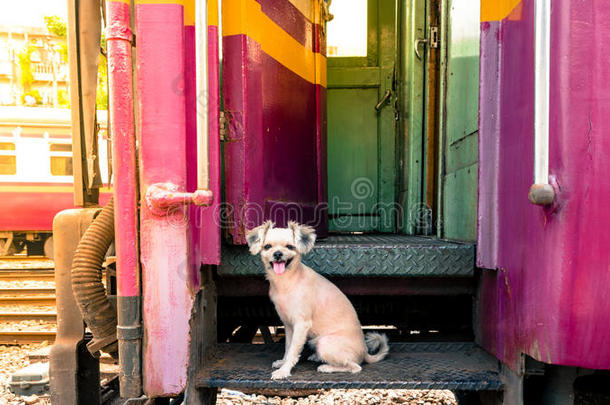 火车上的狗，老式的风格