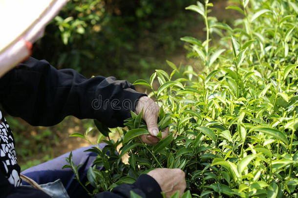 农业亚洲乡村常绿的新鲜的