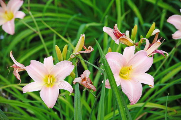 在欧洲花园培育的美丽花朵。 与花园中的其他植物<strong>相比</strong>，盛开的粉红色百合花(百合花。