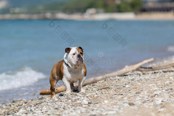 英国斗牛犬从<strong>水里出来</strong>。