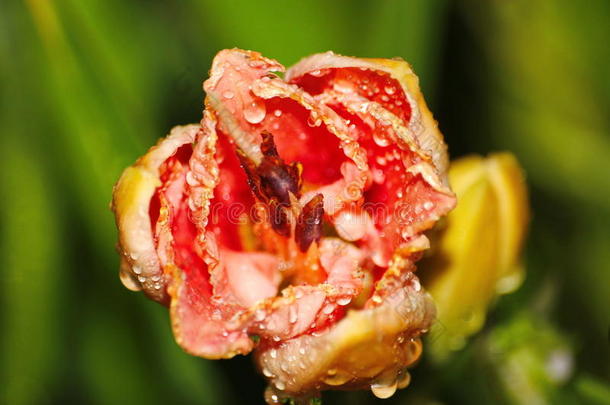 在欧洲花园培育的美丽花朵。 与花园中的其他植物相比，盛开的粉红色<strong>百合花</strong>(<strong>百合花</strong>。