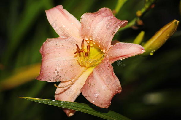 在欧洲花园培育的美丽花朵。 与花园中的其他植物相比，盛开的粉红色百合花(百合花。
