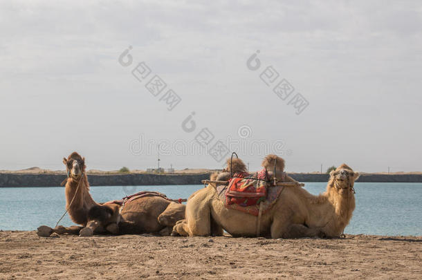 动物骆驼照相机瓷器云