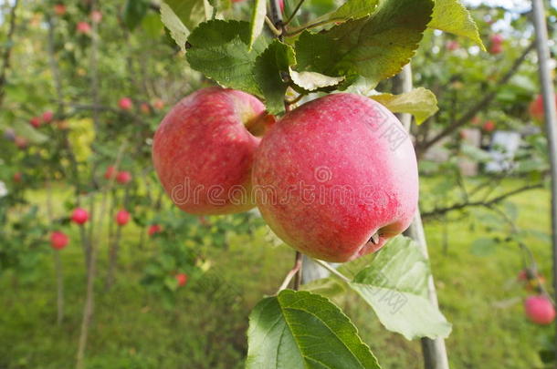 花园里树上的新鲜红苹果