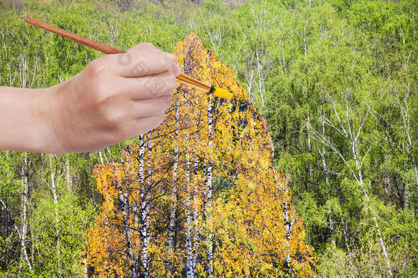 画笔在绿色的树林里画黄色的秋天桦树