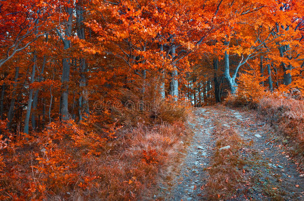 五彩缤纷的秋天早晨在黑暗的山林中。