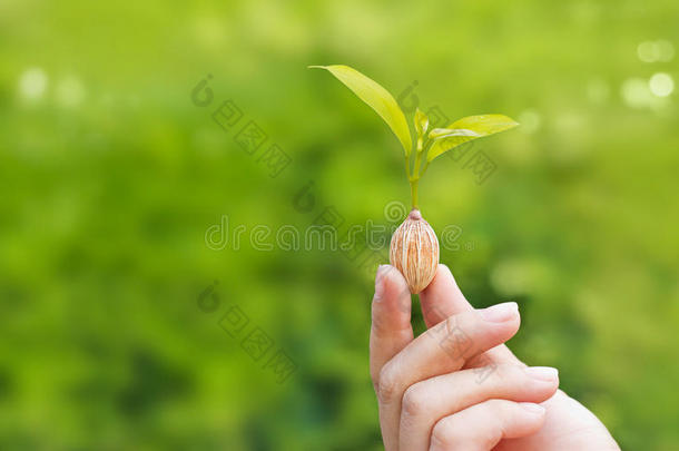 摘要农业背景开始生物